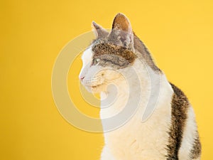 A poised tabby cat confidently gazes forward, set against vivid yellow backdrop photo