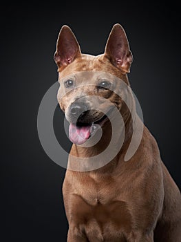 A poised Thai Ridgeback dog peers out with attentive eyes in a studio setting photo