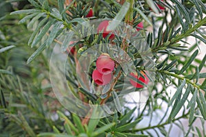 Poisionous red aril on a yew shrub
