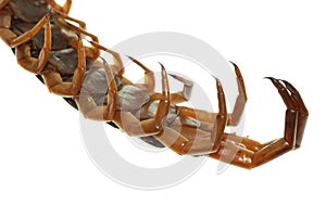 Poison animal centipede