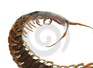 Poison animal centipede