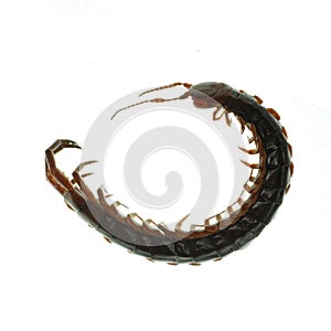 Poison animal centipede