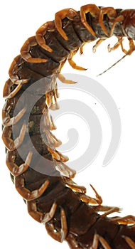 Poison animal centipede