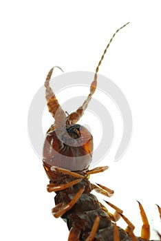 Poison animal centipede