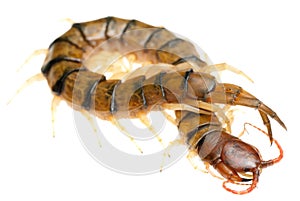 Poison animal centipede
