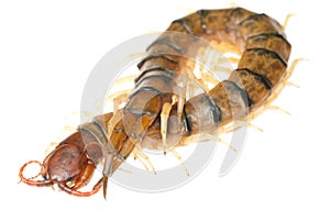Poison animal centipede