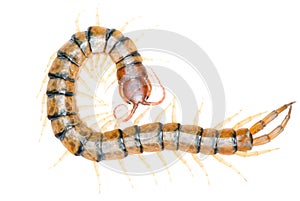 Poison animal centipede