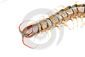 Poison animal centipede