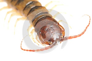 Poison animal centipede