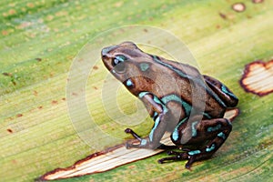 Poison arrow frog Panama tropical jungle