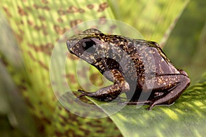 Poison arrow frog Peruvian Amazon