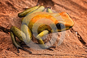 Poison arrow frog Phyllobates bicolor photo