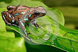 Poison art frog Panama