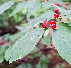 Poison berries, wield honeysuckle. background, nature.