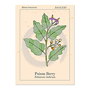 Poison berry, or indian nightshade, brihati Solanum indicum , medicinal plant