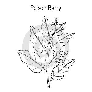 Poison berry, or indian nightshade , medicinal plant