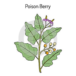 Poison berry, Solanum indicum , medicinal plant