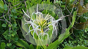 Poison Bulb Giant Crinum Lily flower