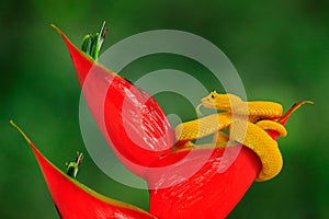 Poison danger viper snake from Costa Rica. Yellow Eyelash Palm Pitviper, Bothriechis schlegeli, on red wild flower. Wildlife scene