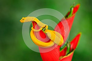 Poison danger viper snake from Costa Rica. Yellow Eyelash Palm Pitviper, Bothriechis schlegeli, on red wild flower. Wildlife scene