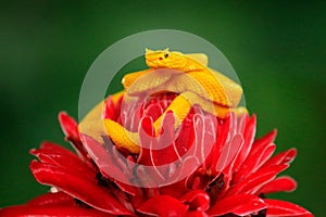 Poison danger viper snake from Costa Rica. Yellow Eyelash Palm Pitviper, Bothriechis schlegeli, on red wild flower. Wildlife scene