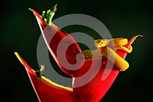 Poison danger viper snake from Costa Rica. Yellow Eyelash Palm Pitviper, Bothriechis schlegeli, on red wild flower. Wildlife scene