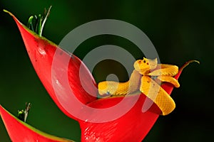 Poison danger viper snake from Costa Rica. Yellow Eyelash Palm Pitviper, Bothriechis schlegeli, on red wild flower. Wildlife scene