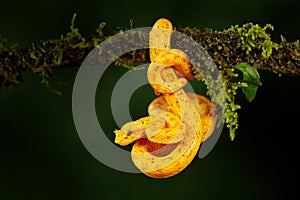 Poison danger viper snake from Costa Rica. Yellow Eyelash Palm Pitviper, Bothriechis schlegeli, on red wild flower. Wildlife scene