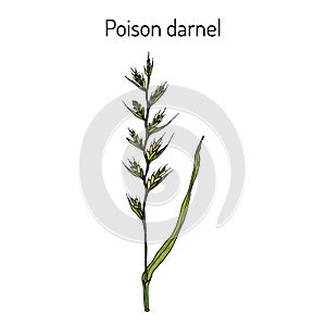 Poison darnel or cockle Lolium temulentum , medicinal plant photo