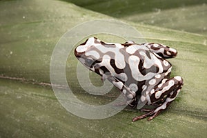 Poison dart or arrow frog Dendrobates auratus