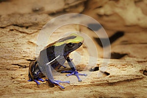 Poison dart or arrow frog, Dendrobates tinctorius Lorenzo photo