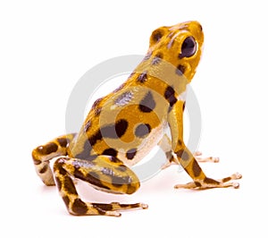 Poison dart or arrow frog from the island Bastimentos photo