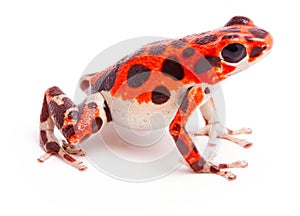 Poison dart or arrow frog Oophaga pumilio Red Frog Beach photo