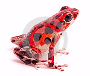 Poison dart or arrow frog, Red Frog Beach, Bastimentos, Bocas del Toro, Panama