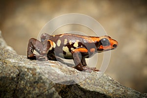 Poison dart frog