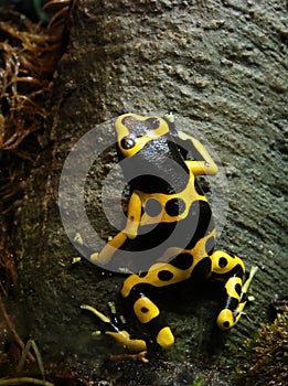 Poison Dart Frog 2138