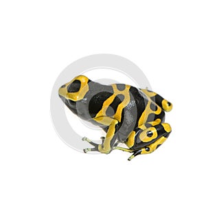 Poison Dart Frog