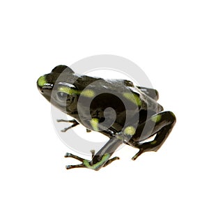 Poison Dart Frog