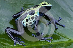 Poison dart frog