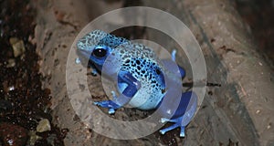 Poison dart frog