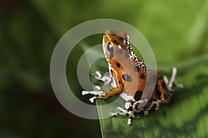 Poison dart frog