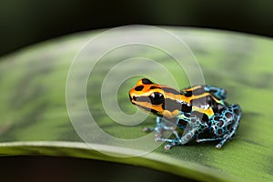 Poison dart frog