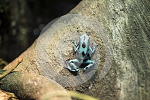 Poison dart frog