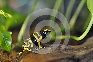 Poison dart frog