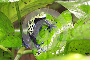 Poison Dart frog