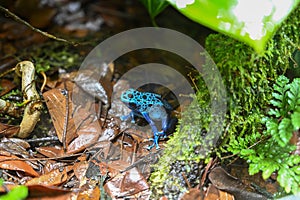 Poison dart frog also known as poison arrow frog photo