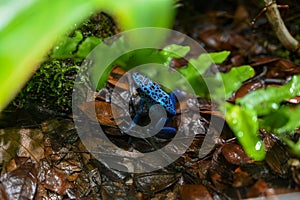 Poison dart frog also known as poison arrow frog