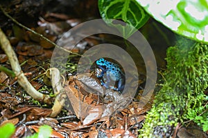 Poison dart frog also known as poison arrow frog