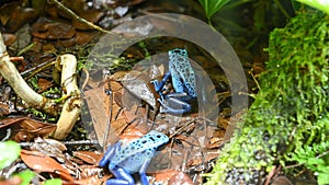 Poison dart frog also known as poison arrow frog