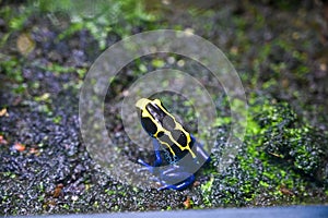 Poison dart frog also known as poison arrow frog